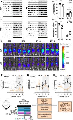 Corrigendum: Resetting the circadian clock of Alzheimer’s mice via GLP-1 injection combined with time-restricted feeding